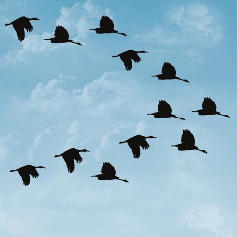 Illustration of waterfowl flying in a v-formation