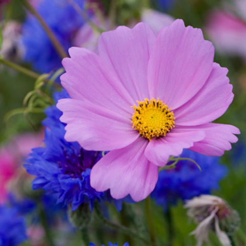 picture of a wild flower