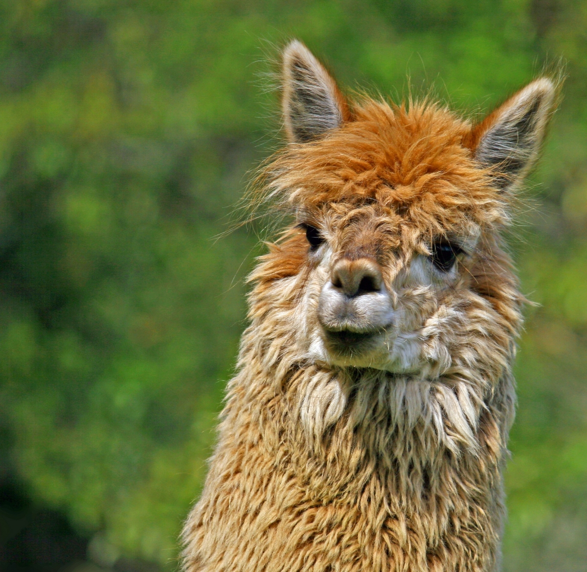 A brown llama looking confused
