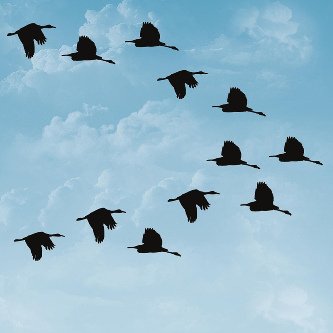 Illustration of waterfowl flying in a v-formation